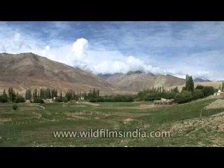 Ladakh green valley against the backdrop of barren mountains