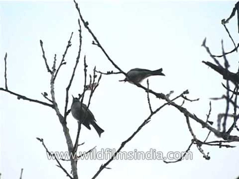 Asian Black Bulbul flapping wings and preening
