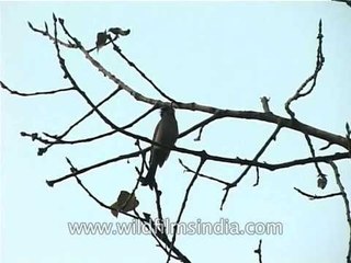 An Asian Black Bulbul chirps as it perches on a tree branch