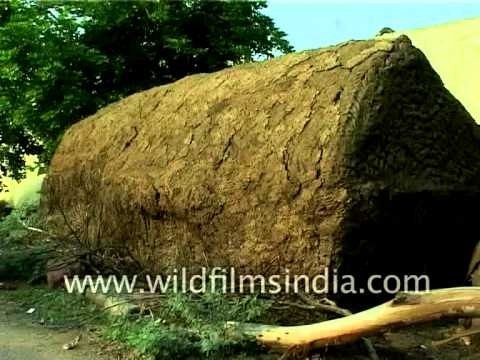Traditional ´beehive´ of cow dung patties
