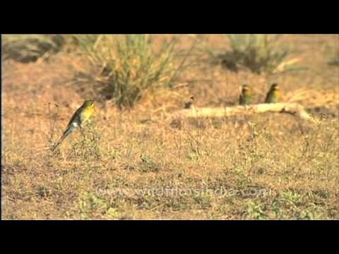 Three Blue-cheeked Bee-eaters in a grassland