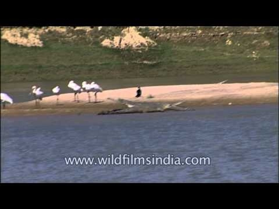 Migratory birds as well inhabits National Chambal Gharial Wildlife Sanctuary