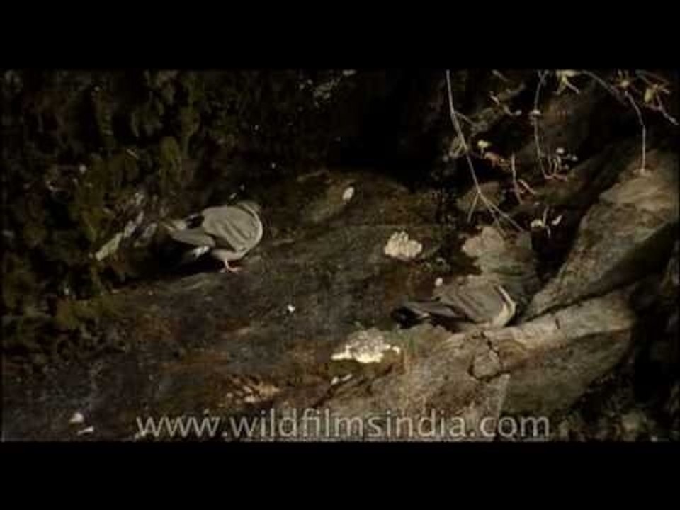 Himalayan Snow Pigeons near Pindari Glacier