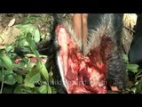 Butchering a wild boar