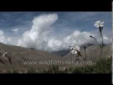 Wild beauty - unidentified Himalayan flower