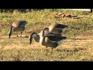Domesticated geese at North East India.