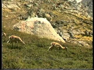 The Bharal of Gangotri National Park