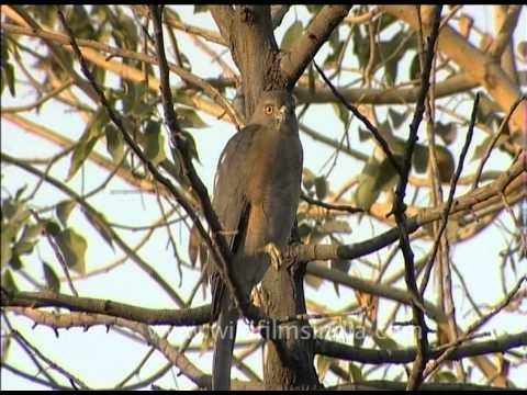 Bird of Prey - Raptor