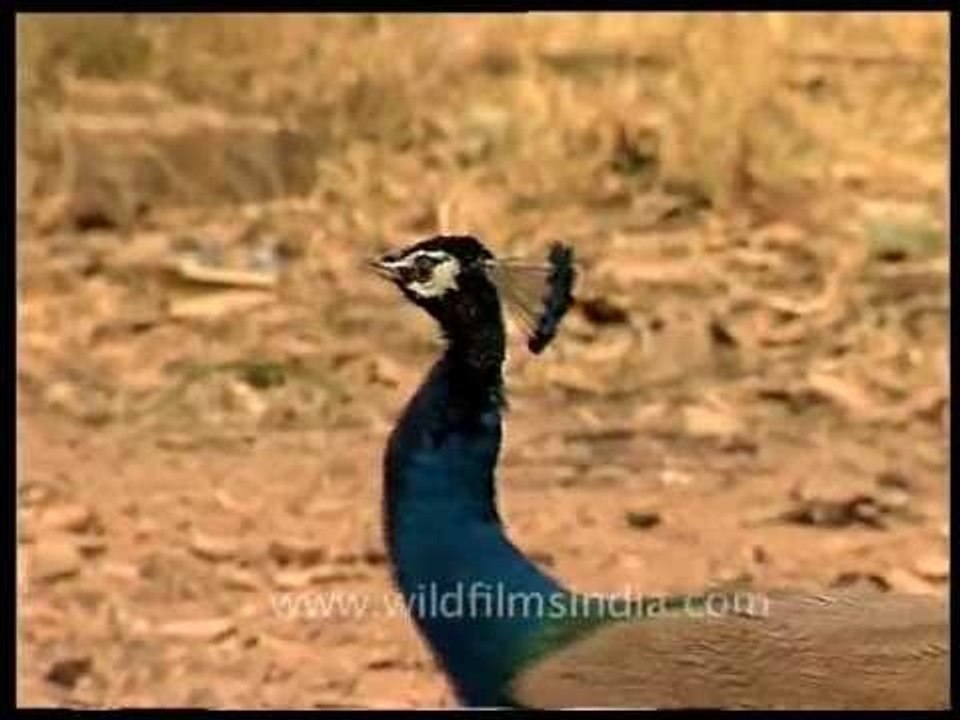 A majestic peacock