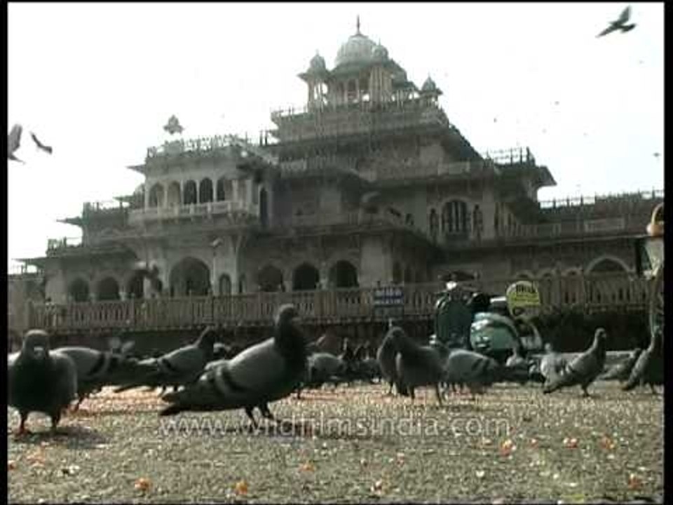 Baby wants to play with Pigeons - Albert Hall in Jaipur, Rajasthan
