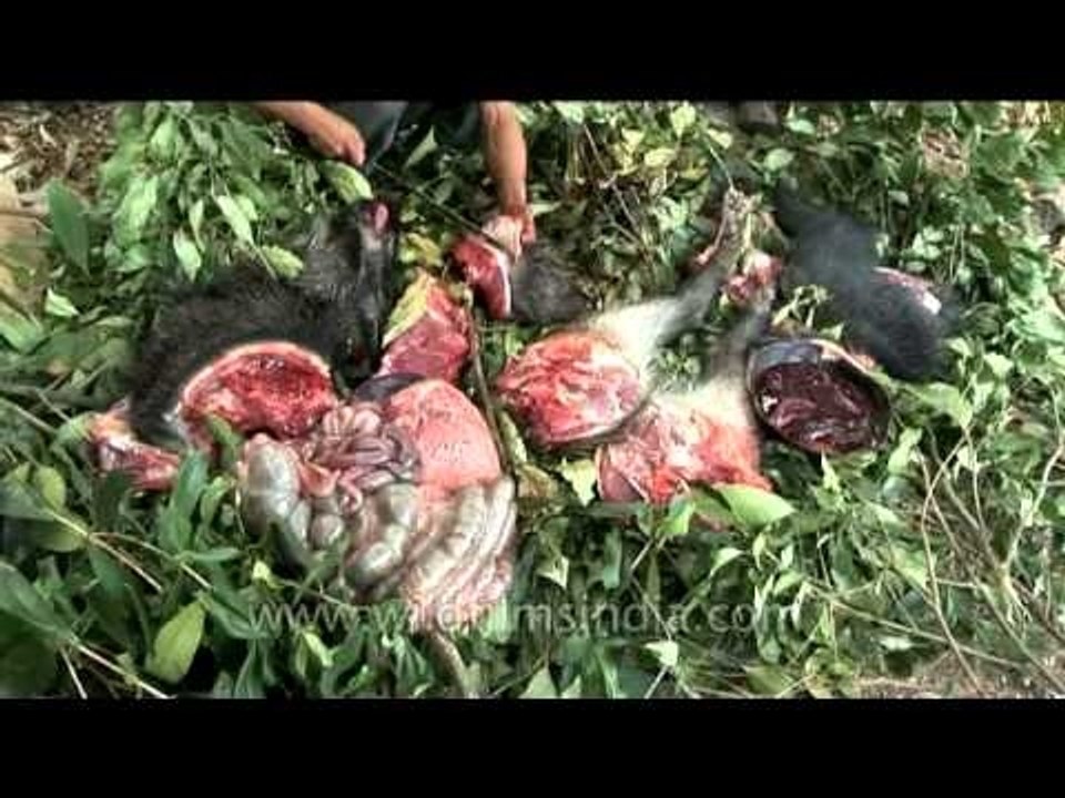 Wild boar for dinner!