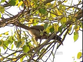 Grey Hornbill on a Peepul tree