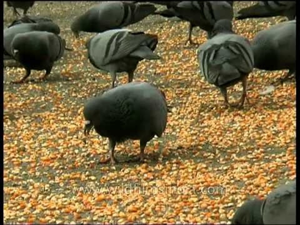 Corn spread out for pigeons to feed on near Albert Hall in Jaipur