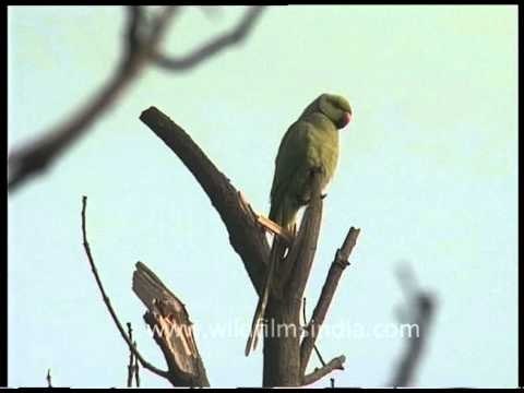 Ring-necked Parakeet or Rose-ringed Parakeet (Psittacula krameri)