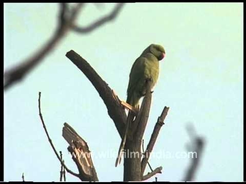 Ring-necked Parakeet or Rose-ringed Parakeet (Psittacula krameri)
