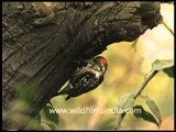 Mahratta or Brown-fronted Pied Woodpecker at its nest-hole