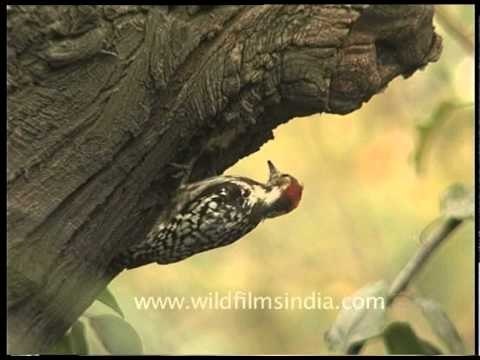 Brown-fronted Pied Woodpecker at nest hole