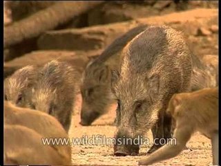 Group of young wild boars