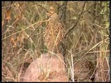 Grey Partridge (Perdix perdix)