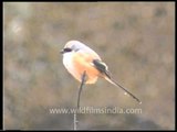 Bay-backed Shrike (Lanius vittatus)