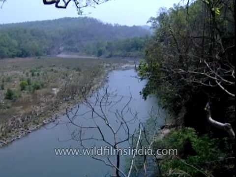 Glimpse of the oldest national park of Inida - Jim Corbett National Park