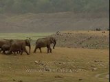 Migrating Elephants on the move in Corbett Park