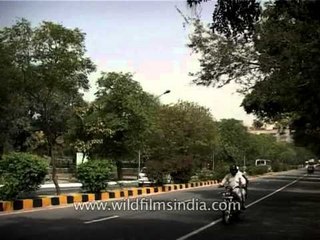 Lush Green Kusum trees on roadside