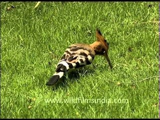 Hoopoe - The only extant species in the family Upupidae