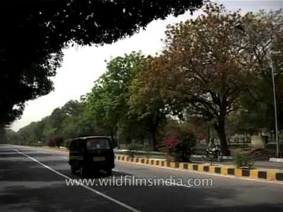 Blooming Kusum trees on roadside