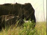 Herd of Indian Elephants in Jim Corbett National Park