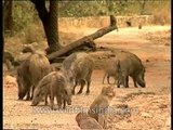 Wild boar and Rhesus monkeys feed together in Rajasthan