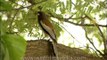 Rufous Treepie - native to the Indian Subcontinent and adjoining parts of Southeast Asia