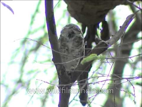 Spotted Owlet sitting on a tree