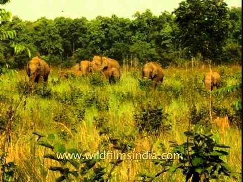 An elephant herd in Jim Corbett National Park