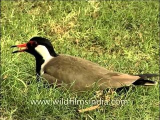 Over-heating but will not leave its eggs