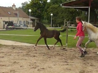 Elijah de Bresneau ( Canturo X Voltaire X Boreas ZEB X Rowfant Sacha ) A VENDRE