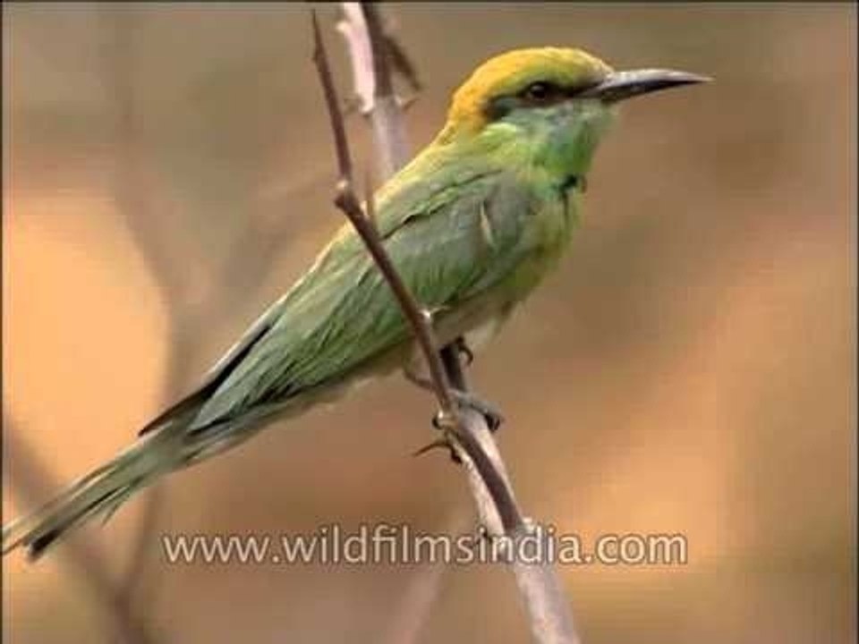 Green Bee-eater (Merops orientalis)
