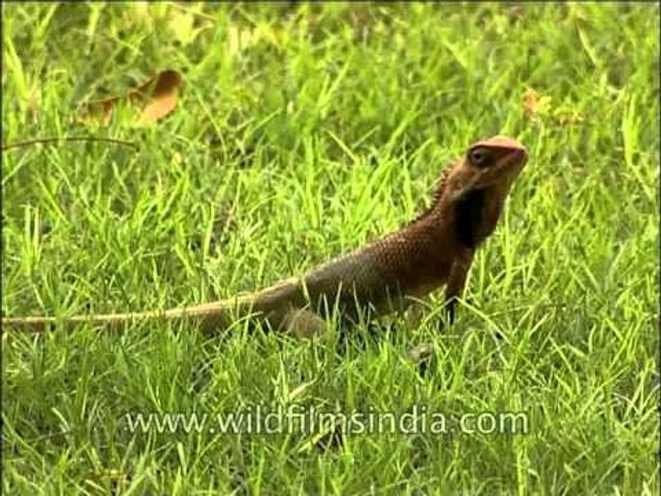 Calotes versicolor or the Garden Lizard