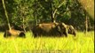 Indian Elephant family outing in Jim Corbett National Park