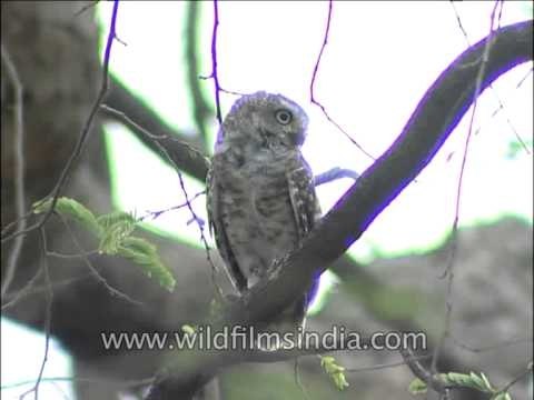Spotted Owlet - a common resident raptor found all over India