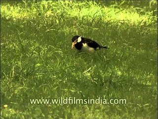 Pied Myna or Asian Pied Starling (Sturnus contra)