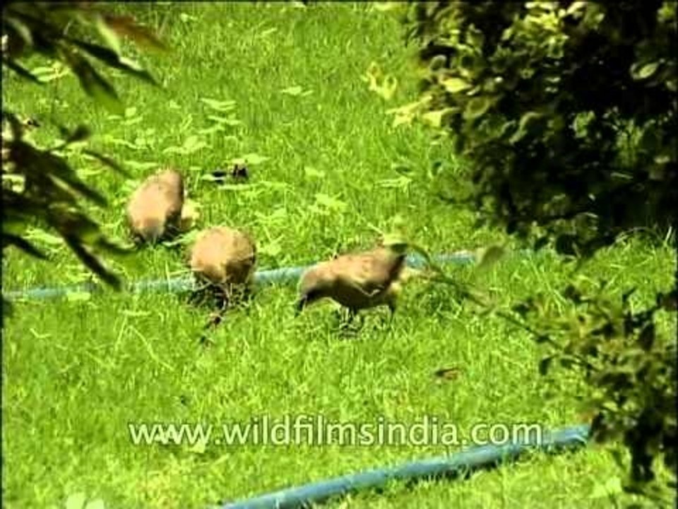 Large Grey Babbler in a garden