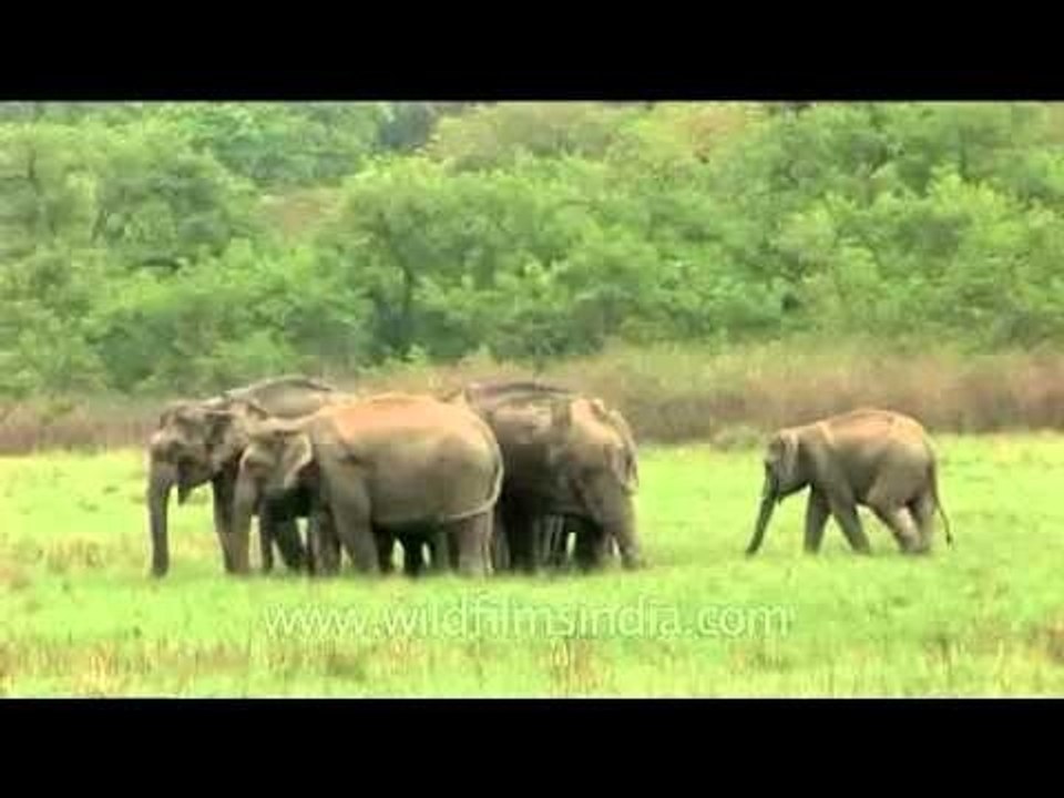 Elephants grazing on lush green grasses of a sub-Himalayan grassland