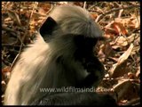 The most widespread langurs of India - Gray Langurs