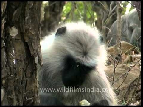 Grey langur scratching his head while eating