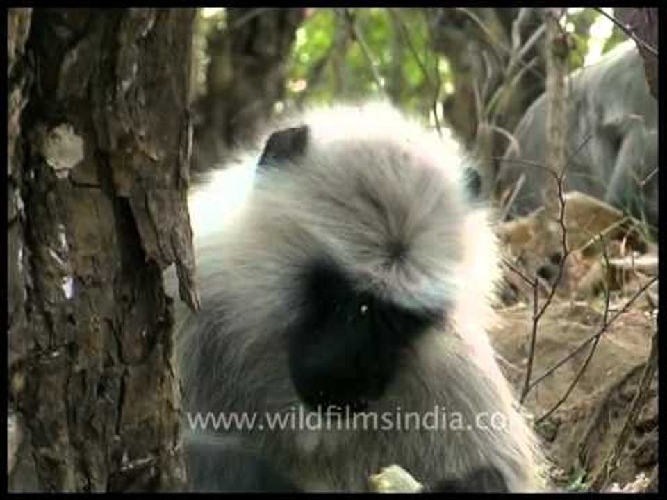 Grey langur scratching his head while eating