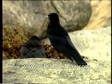 Yellow-billed Chough a resident of the Himalaya