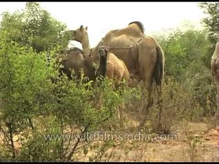 Grazing camels in Rajasthan