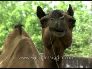 Chewing the camel way in Rajasthan, India