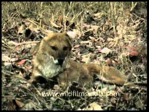 Dhole or Asiatic wild dog